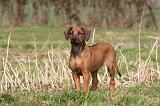 RODESIAN RIDGEBACK 053
